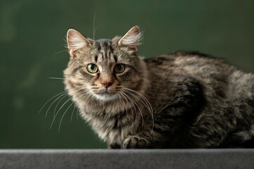Beautiful and funny rescued cat portrait on a green background.	