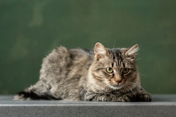 Beautiful and funny rescued cat portrait on a green background.  