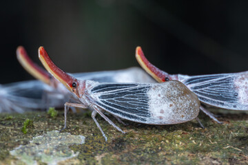 Nature wildlife footage of beautiful Lantern bug, Pyrops sultanus