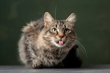 Beautiful and funny rescued cat portrait on a green background.  