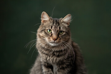 Beautiful and funny rescued cat portrait on a green background.	