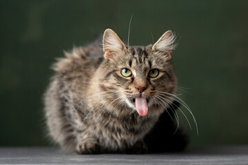 Beautiful and funny rescued cat portrait on a green background.	