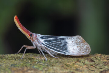 Nature wildlife footage of beautiful Lantern bug, Pyrops sultanus