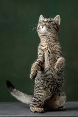 Beautiful and funny rescued cat portrait on a green background.	