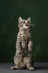 Beautiful and funny rescued cat portrait on a green background.	