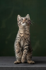 Beautiful and funny rescued cat portrait on a green background.  