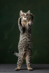 Beautiful and funny rescued cat portrait on a green background.	