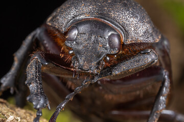 Marco image of Three-Horned Beetle (Chalcosoma Caucasus) of Sabah, Borneo.
