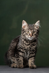 Obraz premium Beautiful and funny rescued cat portrait on a green background. 