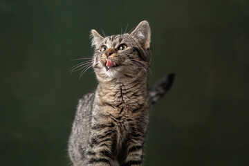 Beautiful and funny rescued cat portrait on a green background.	