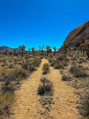 Desert landscape of the joshua tree national park, California