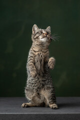 Beautiful and funny rescued cat portrait on a green background.	