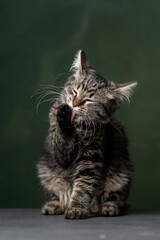 Beautiful and funny rescued cat portrait on a green background.	