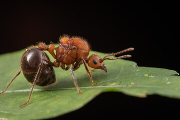 Marco image of red ant - Myrmicaria brunnea of Sabah Borneo.