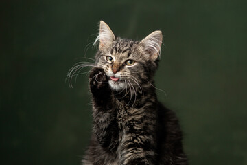 Beautiful and funny rescued cat portrait on a green background.	