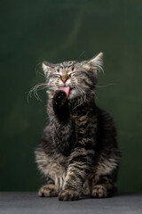 Beautiful and funny rescued cat portrait on a green background.	