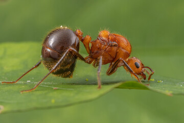 Marco image of red ant - Myrmicaria brunnea of Sabah Borneo.