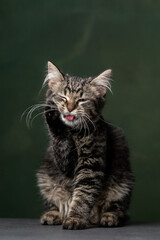 Beautiful and funny rescued cat portrait on a green background.	