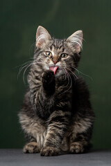 Beautiful and funny rescued cat portrait on a green background.	