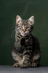 Beautiful and funny rescued cat portrait on a green background.  