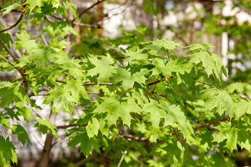 Leaves of maple at spring. Selective focus, blurred background