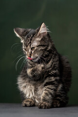 Beautiful and funny rescued cat portrait on a green background.  