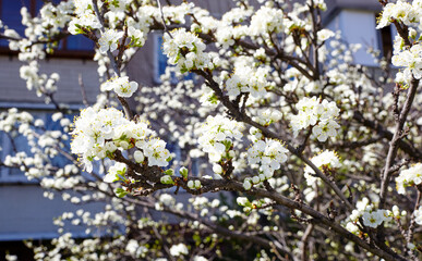 Blooming plum tree in the spring city. Close up of white flowers on a tree. Blurred image, selective focus