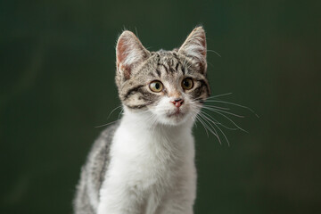 Beautiful and funny rescued cat portrait on a green background.  