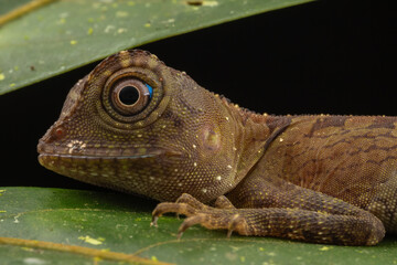 Macro Closeup image of rare species lizard of Sabah, Borneo