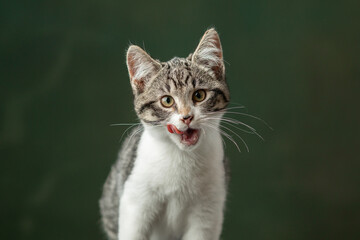 Beautiful and funny rescued cat portrait on a green background.  
