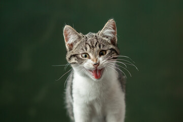 Obraz premium Beautiful and funny rescued cat portrait on a green background. 