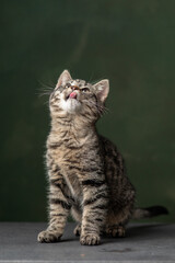 Obraz premium Beautiful and funny rescued cat portrait on a green background. 