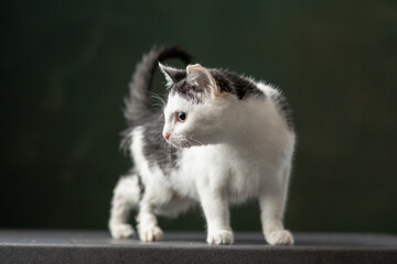 Beautiful and funny rescued cat portrait on a green background.  