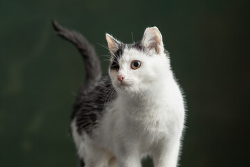 Beautiful and funny rescued cat portrait on a green background.  