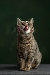 Beautiful and funny rescued cat portrait on a green background.  