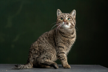 Beautiful and funny rescued cat portrait on a green background.  