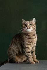 Beautiful and funny rescued cat portrait on a green background.	