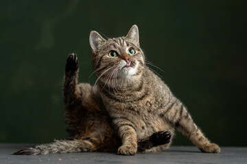 Beautiful and funny rescued cat portrait on a green background.	