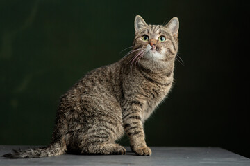 Beautiful and funny rescued cat portrait on a green background.  