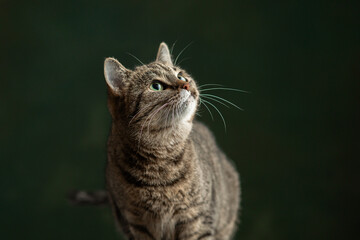 Beautiful and funny rescued cat portrait on a green background.	