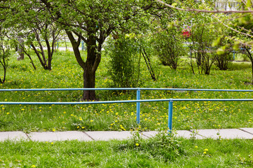 Pathway surrounded by trees and ornamental shrubs in Kyiv, Europe. Recreation place in the city street at spring
