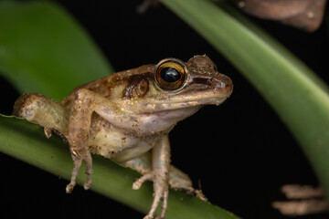 Nature wildlife image of Torrent Frog (Meristogenys phaeomerus) on deep Rainforest jungle on Sabah, Borneo