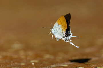 Macro image of beautiful butterfly fluffy tit ( Zeltus amasa)