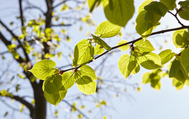 Green leaves of trees in the garden in spring. Greenery in the rays of light. Blurred image, selective focus