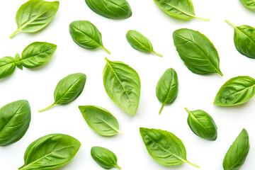 A flat lay of fresh basil leaves isolated on white background