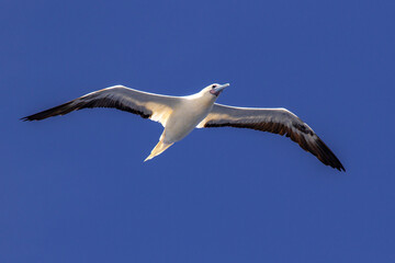 Fototapeta premium 珊瑚海の鳥