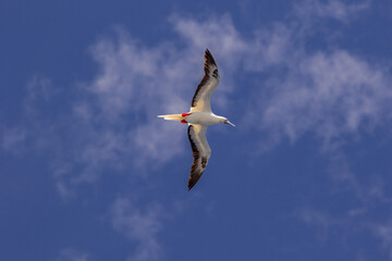 珊瑚海の鳥