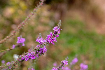 Obraz premium Lilac colored lythrum salicaria flower in the rural area of ​​Siirt province, Southeastern Anatolia region