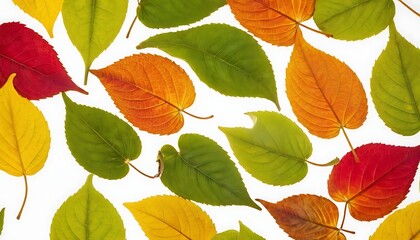 Obraz premium Green and yellow leaves set on a white backdrop for use in background or interior design ideal for a copy space image,452
