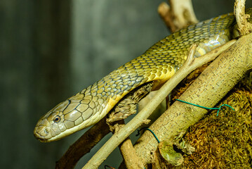king cobra (Ophiophagus hannah) portrait